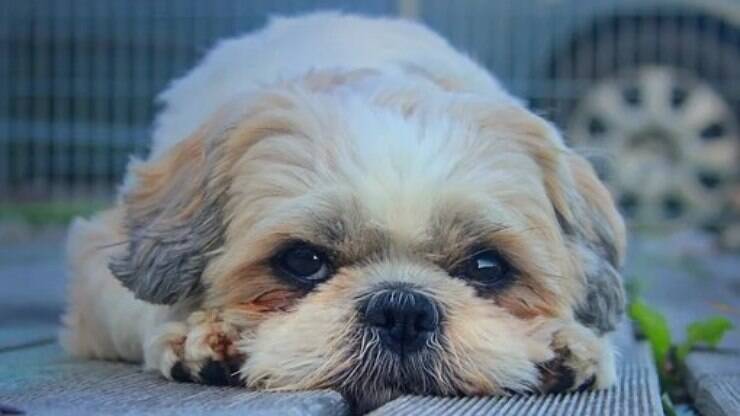 Os problemas de saúde mais comuns em cães da raça Shih-Tzu