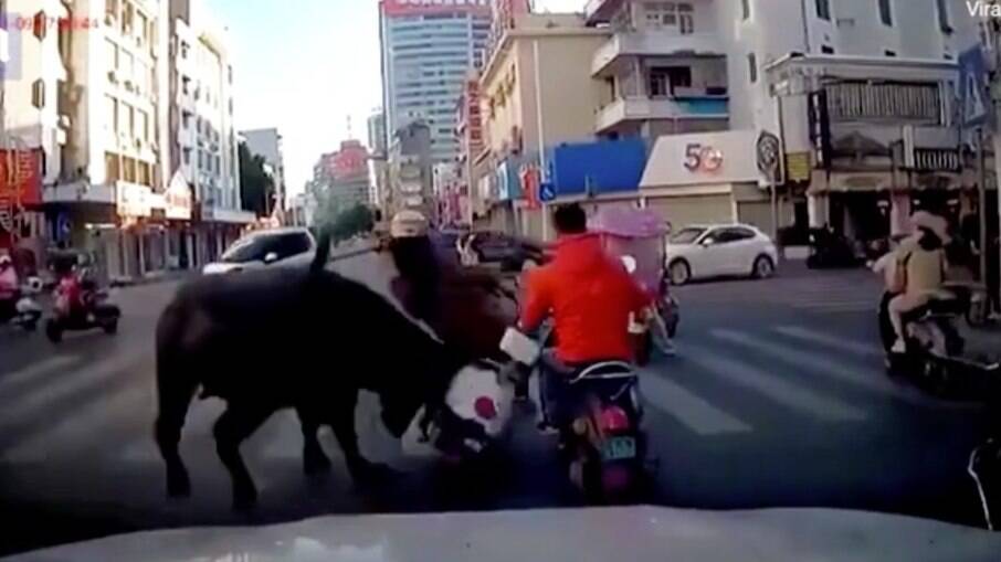 Animal derrubou a mulher no meio do trânsito
