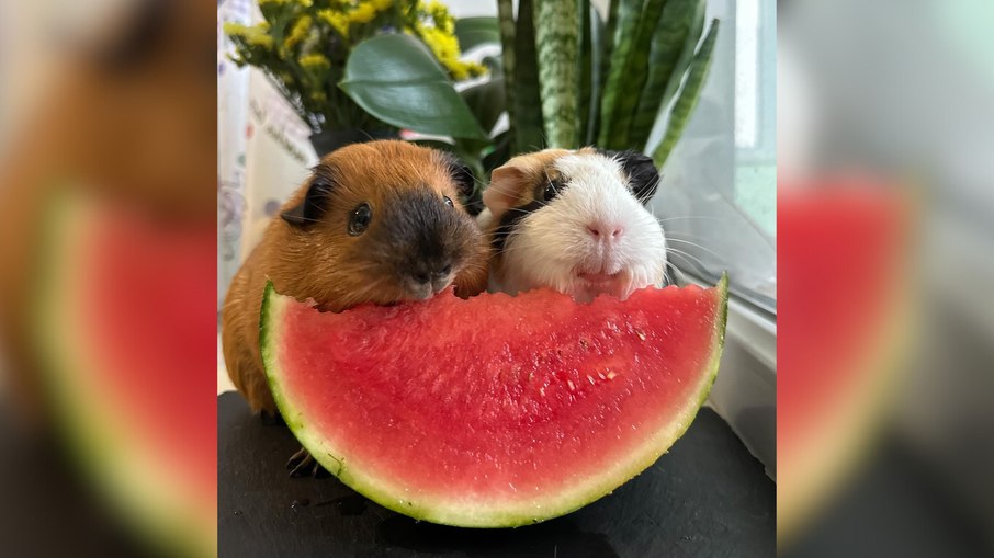 Vídeo mostra porquinhos-da-índia saboreando melancia juntos