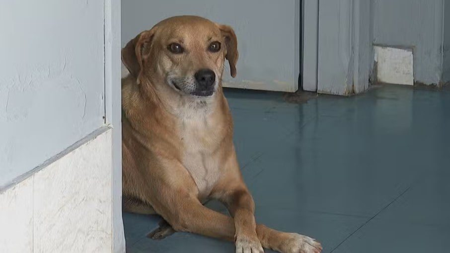 Cachorro espera por tutora no hospital onde ela morreu há 8 anos