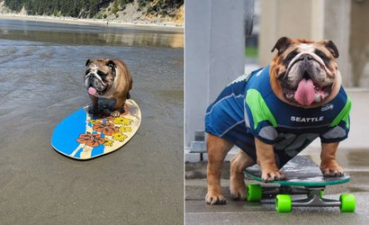 VÍDEO: Bulldog vira fenômeno após fazer manobras no skate