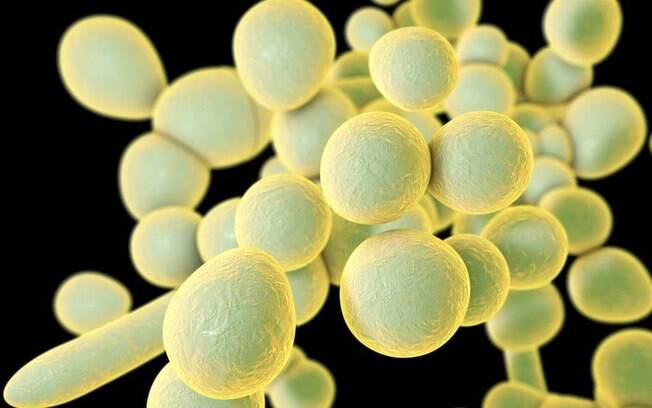 'Superfungo' em alerta no Brasil preocupa mas no  ameaa como covid-19, diz infectologista