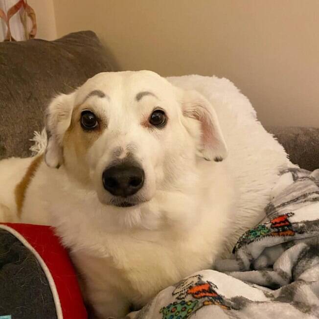 Guria faz sobrancelha de henna em cachorro mas nem tudo sai como planejado.  Veja! - Pretinho Básico