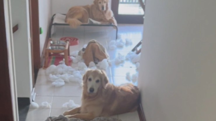 Dupla%20de%20Goldens%20apronta%20e%20surpreende%20tutora%20pela%20manh%C3%A3