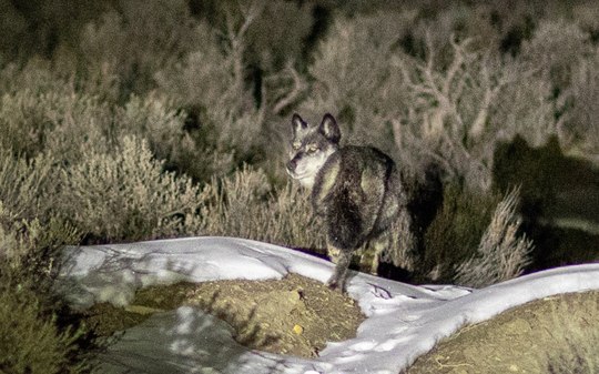 Lobos cinzentos reintroduzidos na natureza estão morrendo nos EUA