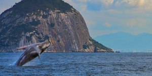 Observação de baleias: Visit Rio lança guia de passeio turístico