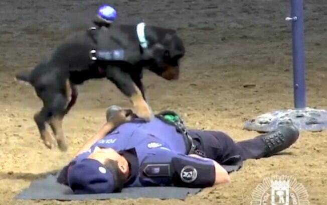 Cão policial faz massagem cardíaca em oficial que fingia estar inconsciente