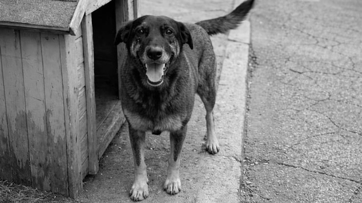 Cão Orelha: investigado por coação morre em Santa Catarina