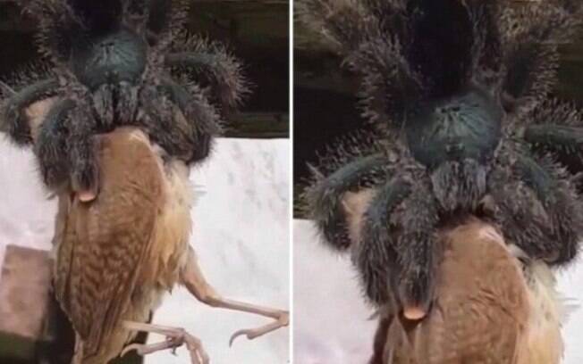 Cena rara de tarântula comendo um pássaro foi registrada em vídeo