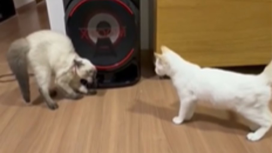 Gatinha ganha irmãzinha pet e não esconde insatisfação