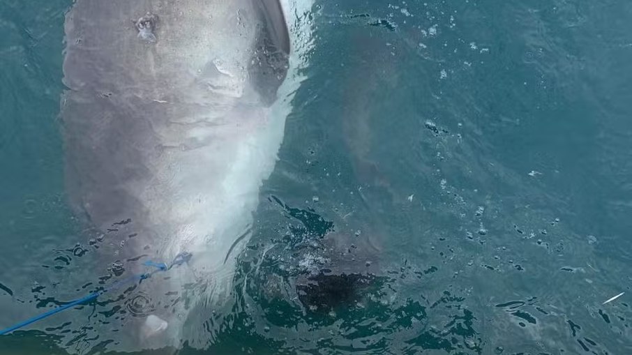Tubarão-tigre nadando na Austrália