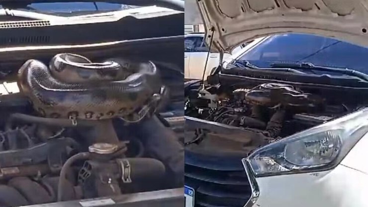 Motorista encontra sucuri gigante no motor do carro