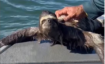 VÍDEO: bicho-preguiça é resgatado à deriva em alto-mar