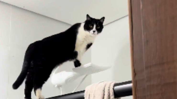 Gato sobe no chuveiro e mostra como faz a própria façanha