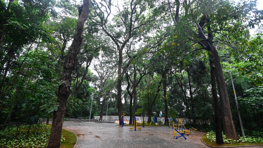 Mata plantada do Bosque dos Alemães