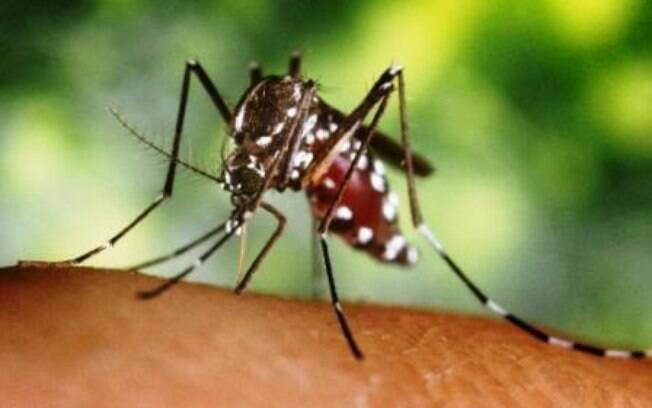 O mosquito é o verdadeiro transmissor da febre amarela