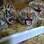 Filhotes de tigres de zoológico em Itatiba. Foto: Reprodução/Facebook