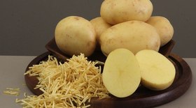 Manejo e nutrição reduzem estresse térmico em vacas leiteiras