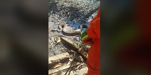 Vídeo: sucuri de 3,5 metros invade casa e come galinha, em Goiás