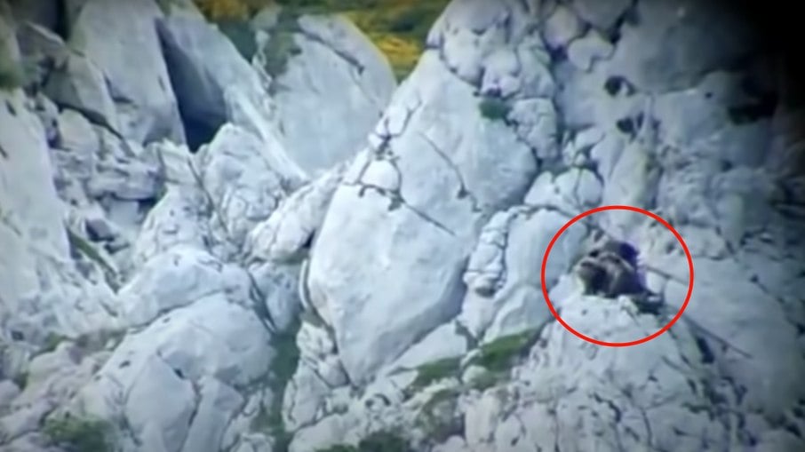 Urso cai de penhasco após briga com fêmea em montanha na Espanha