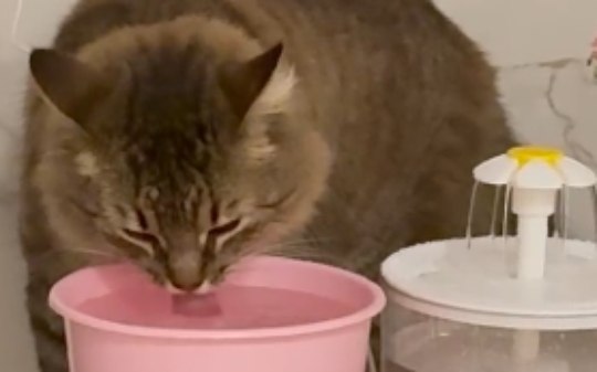 Tutora compra fonte de água, mas gata prefere o pote antigo