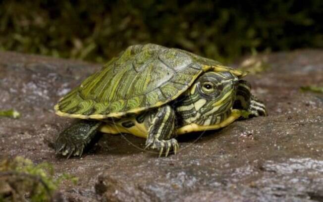 Conheça algumas espécies de água doce e escolha a tartaruga ideal