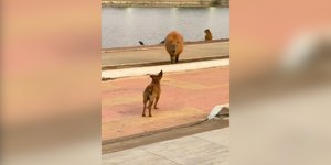 Cachorro caramelo brinca de "pega-pega" com capivara em Cuiabá