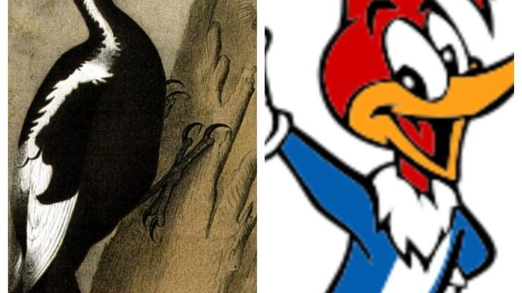 Pássaro pica-pau que inspirou desenho será declarado extinto