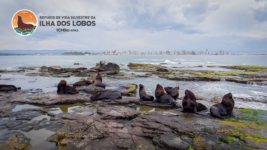 Ilha dos Lobos, refúgio de animais silvestres e golfinhos no RS