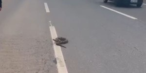 VÍDEO: jiboia para trânsito da BR-060 e PRF é acionada