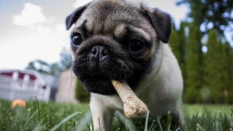 Guia de Raças: Pug, um pet amável e muito companheiro