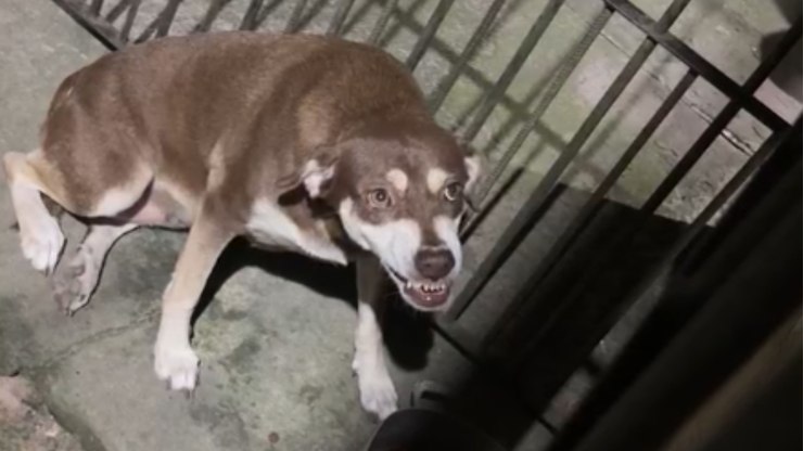 Cachorrinha%20encara%20tutora%2C%20mas%20desiste%20ap%C3%B3s%20rea%C3%A7%C3%A3o%20inesperada