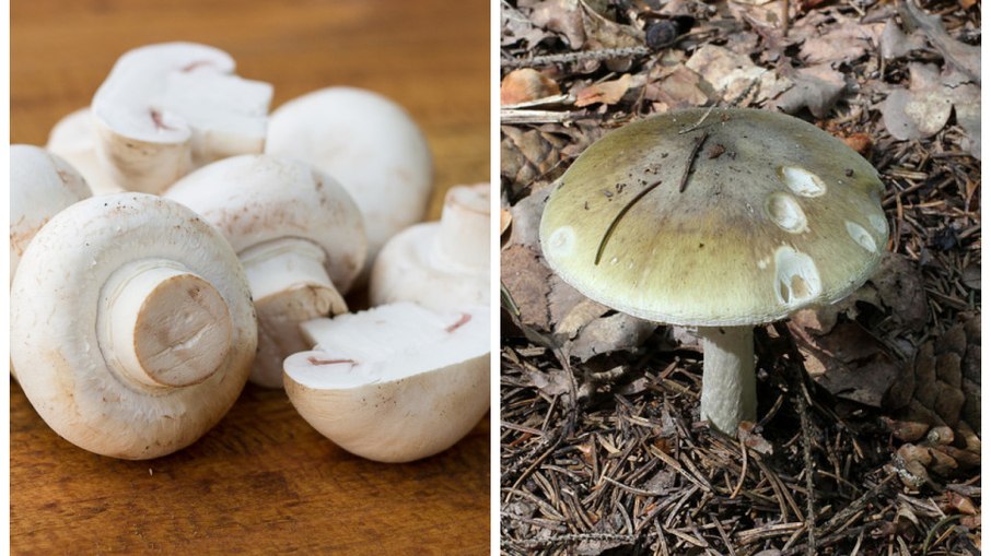 Cogumelo champignon, comestível e cogumelo chapéu-da-morte, venenoso. Cogumelo champignon, comestível e cogumelo chapéu-da-morte, venenoso.