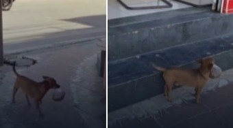 Cachorro%20que%20leva%20a%20pr%C3%B3pria%20ra%C3%A7%C3%A3o%20na%20boca%20conquista%20web