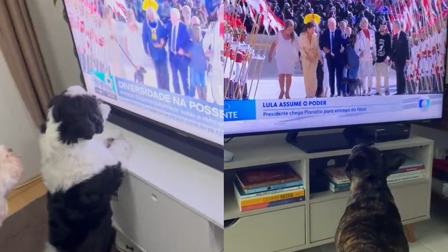 Cães reagem à presença de Resistência em posse do presidente Lula
