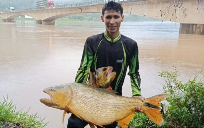Homem fisga peixe dourado gigante com isca artificial em SC - Foto