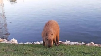 Capivara%20d%C3%A1%20show%20e%20cruza%20rio%20mergulhando%20como%20um%20foguete
