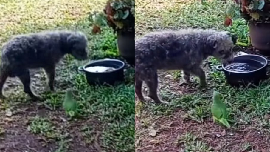 Cachorro foi interrompido por papagaio, que protagonizou cena divertida Cachorro foi interrompido por papagaio, que protagonizou cena divertida