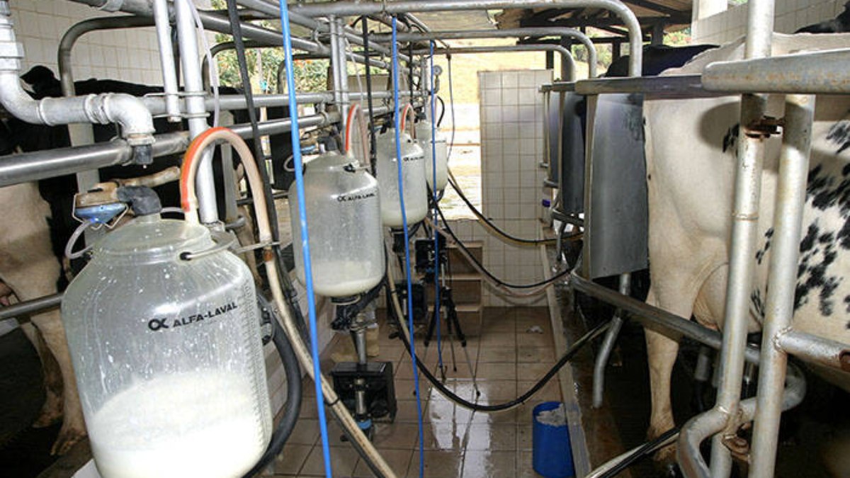 Sistema de ordenha de vacas leiteiras
