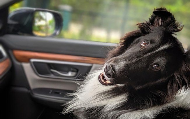Turismo pet friendly ganha força nas estâncias paulistas