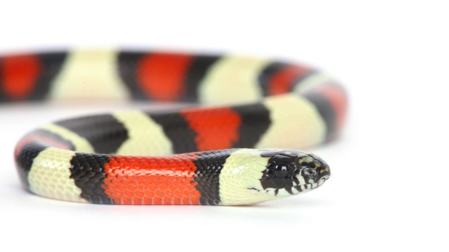 Cobra-coral