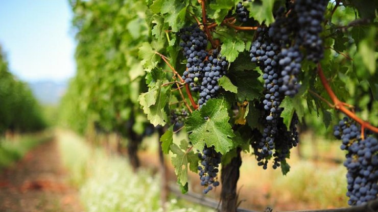 Produtores de Itupeva podem avaliar qualidade dos vinhos