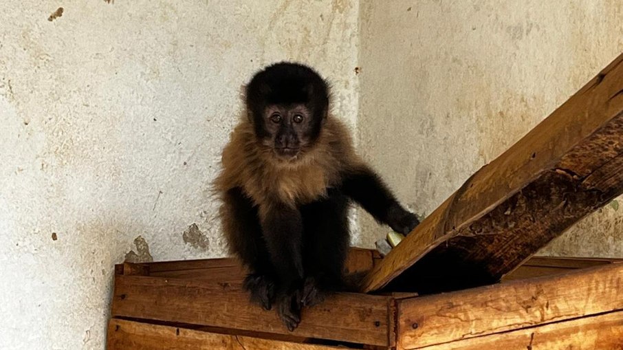 Macaco-prego Macaco-prego