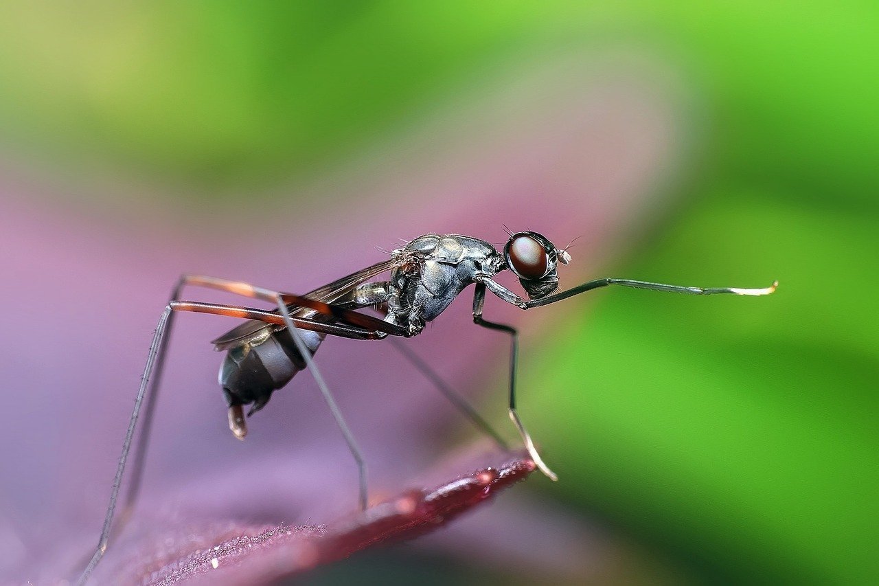 A notícia chamou atenção para um inseto que, segundo pesquisa publicada no The Conservation, um portal de notícias com base acadêmica, é miúdo, mas se espalha de tal forma pelo planeta que ganha um gigantismo: a formiga.  Reprodução: Flipar