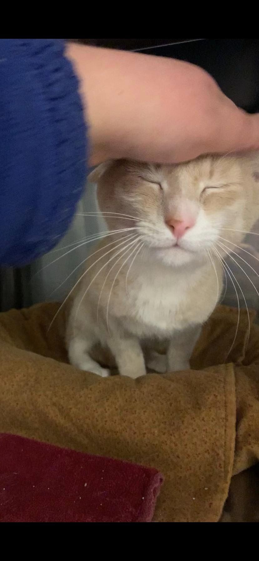O gatinho adora ser amado e para algumas pessoas ele "foi longe demais". Foto: Reprodução/Montville Animal Shelter New Jersey