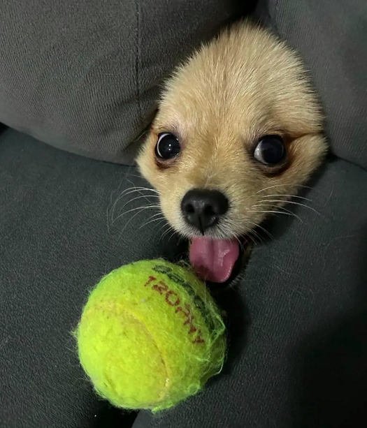 “É uma foca ou um cachorro?”: Olha onde esse cachorrinho esperto se enfiou! Pelo menos ele ganhou na categoria “júnior”.