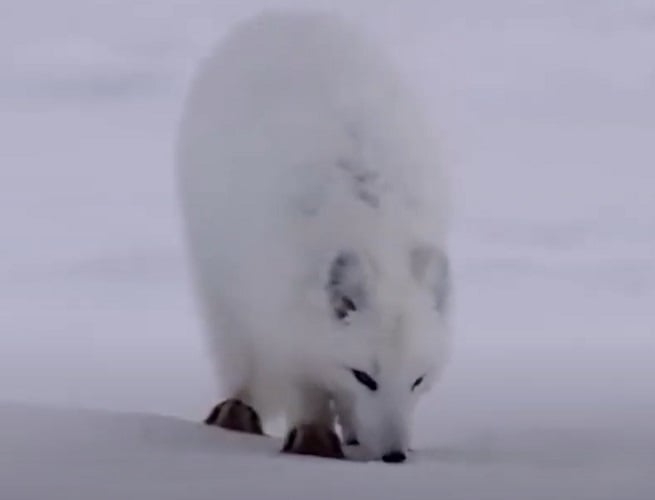 Raposa do Ártico - Elas têm uma pelagem branca (algumas vezes acinzentada) muito específica, que funciona de maneira eficaz como camuflagem nas paisagens invernosas. As tonalidades naturais do pelo permitem que este tipo de raposa se misture com a tundra de neve e gelo. Reprodução: Flipar