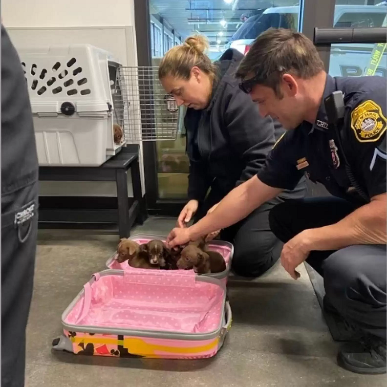 Os dois policiais resgataram a mãe cadela e depois voltaram para procurar se havia outros filhotes. Foto: Humane Society of Tampa Bay