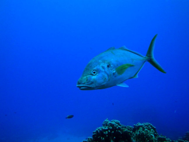 Parte da família dos peixes com maior valor comercial do mundo, o atum está correndo sérios riscos por causa das mudanças climáticas.  Reprodução: Flipar