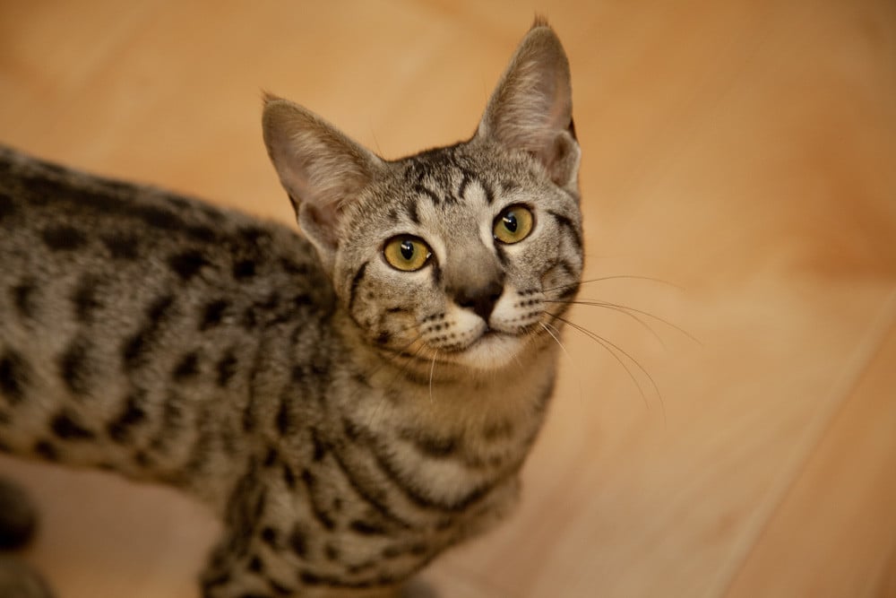 Gatos de gerações F3, ou inferiores, se assemelham mais aos gatos domésticos do que ao Serval. Foto: Dennis/Flickr